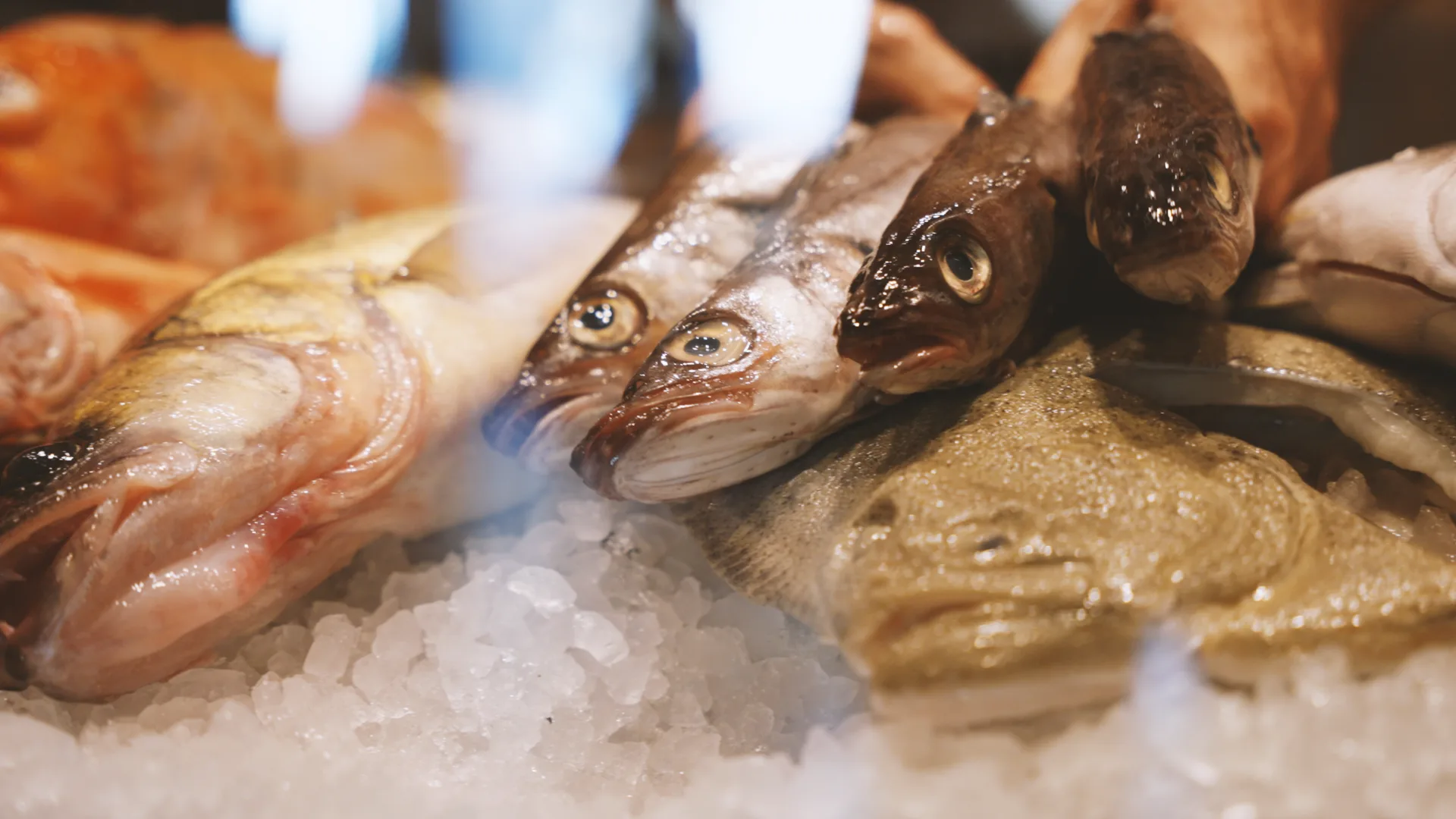 Hambergs Fisk — photo 74