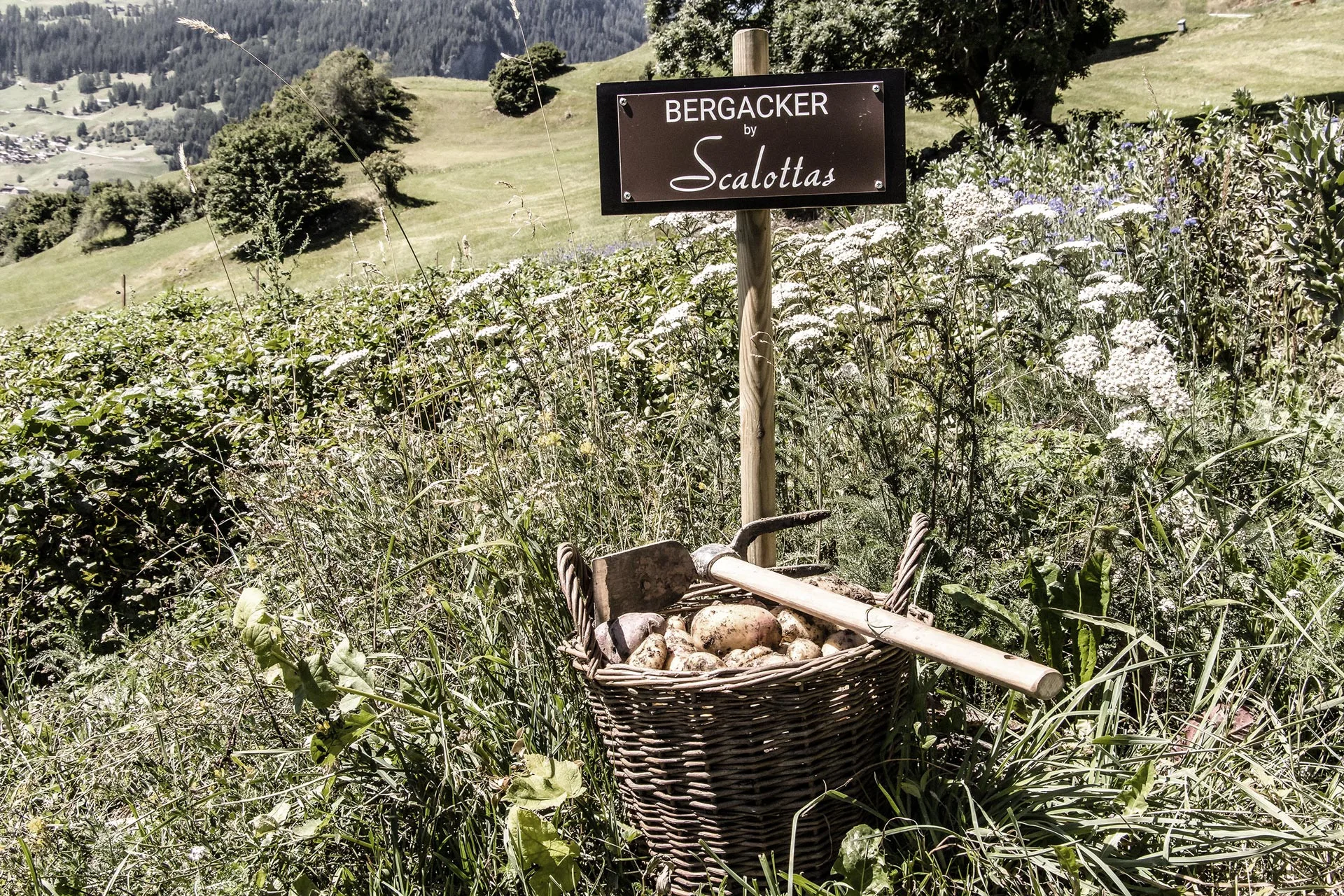 Scalottas - Terroir — photo 15