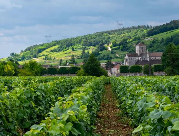 Le Montrachet — photo 39