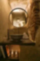 ZOI — photo 13