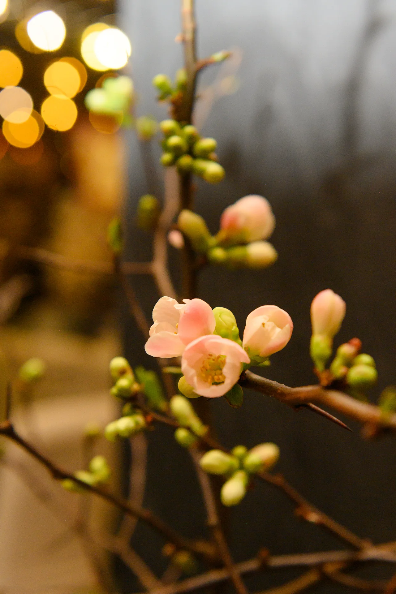 Appare — photo 33