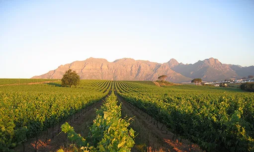Kleine Zalze Restaurant — photo 40