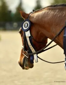 Stirrups — photo 11