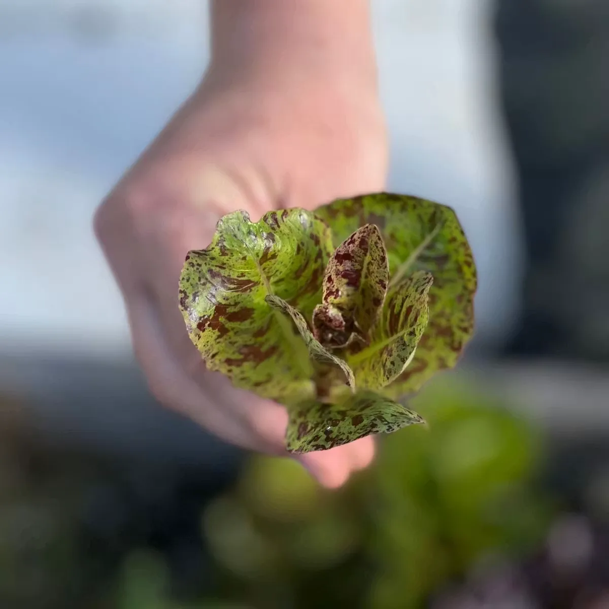Urban Farmer, Portland