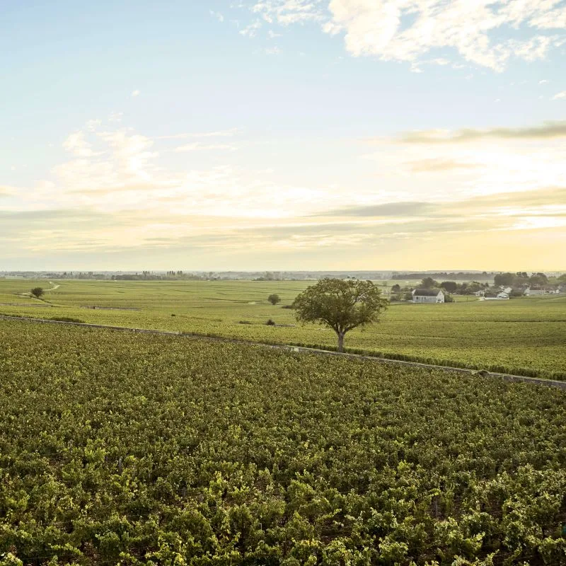 Le Montrachet — photo 60