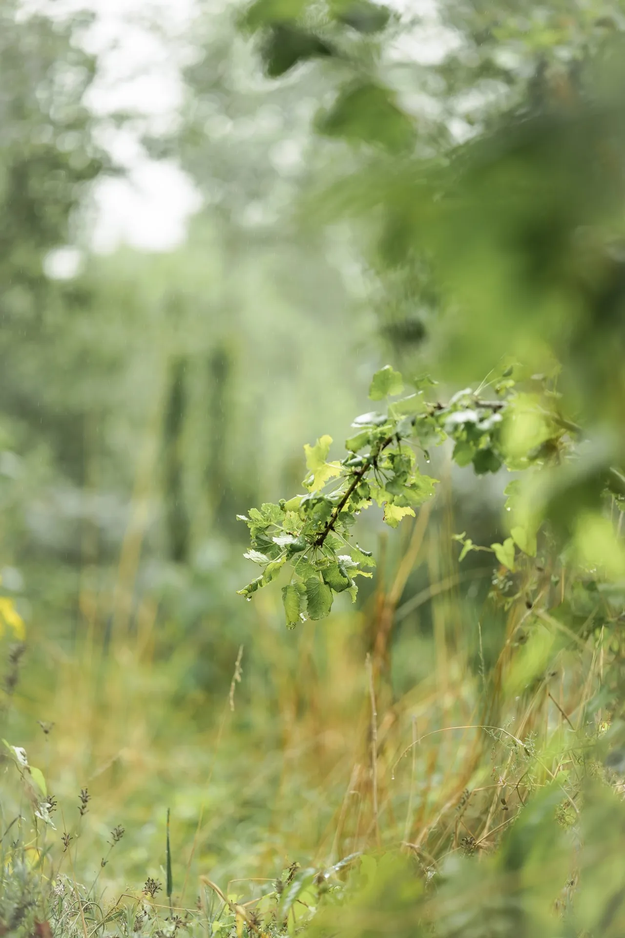 Pollevie — photo 35
