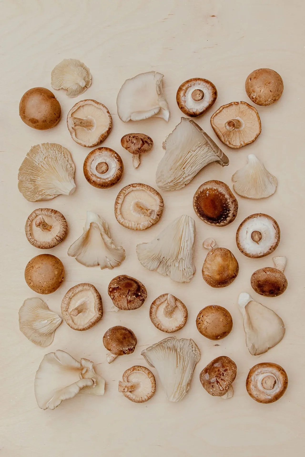 Primo — photo 19