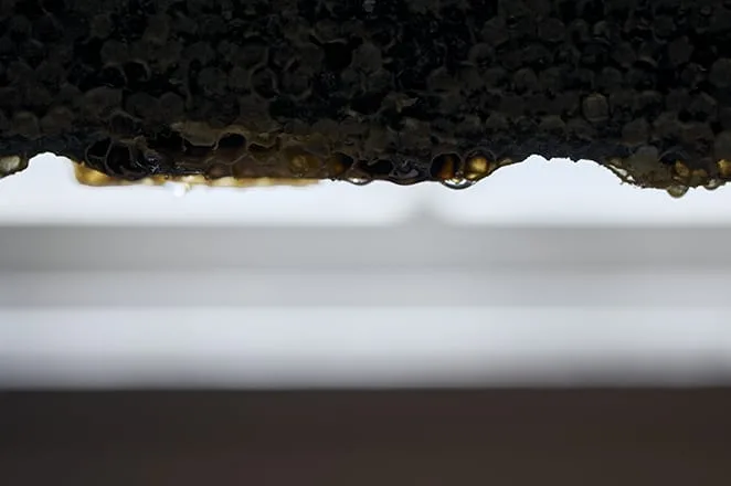 Installation Table ENSO L'asymetrie du calme — food
