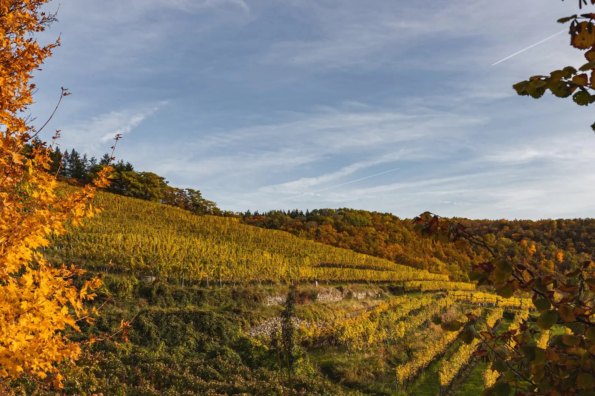 Weingut Nigl — photo 56