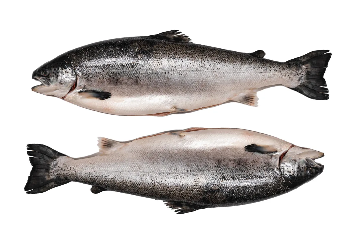 Atlantik Fisch — photo 87