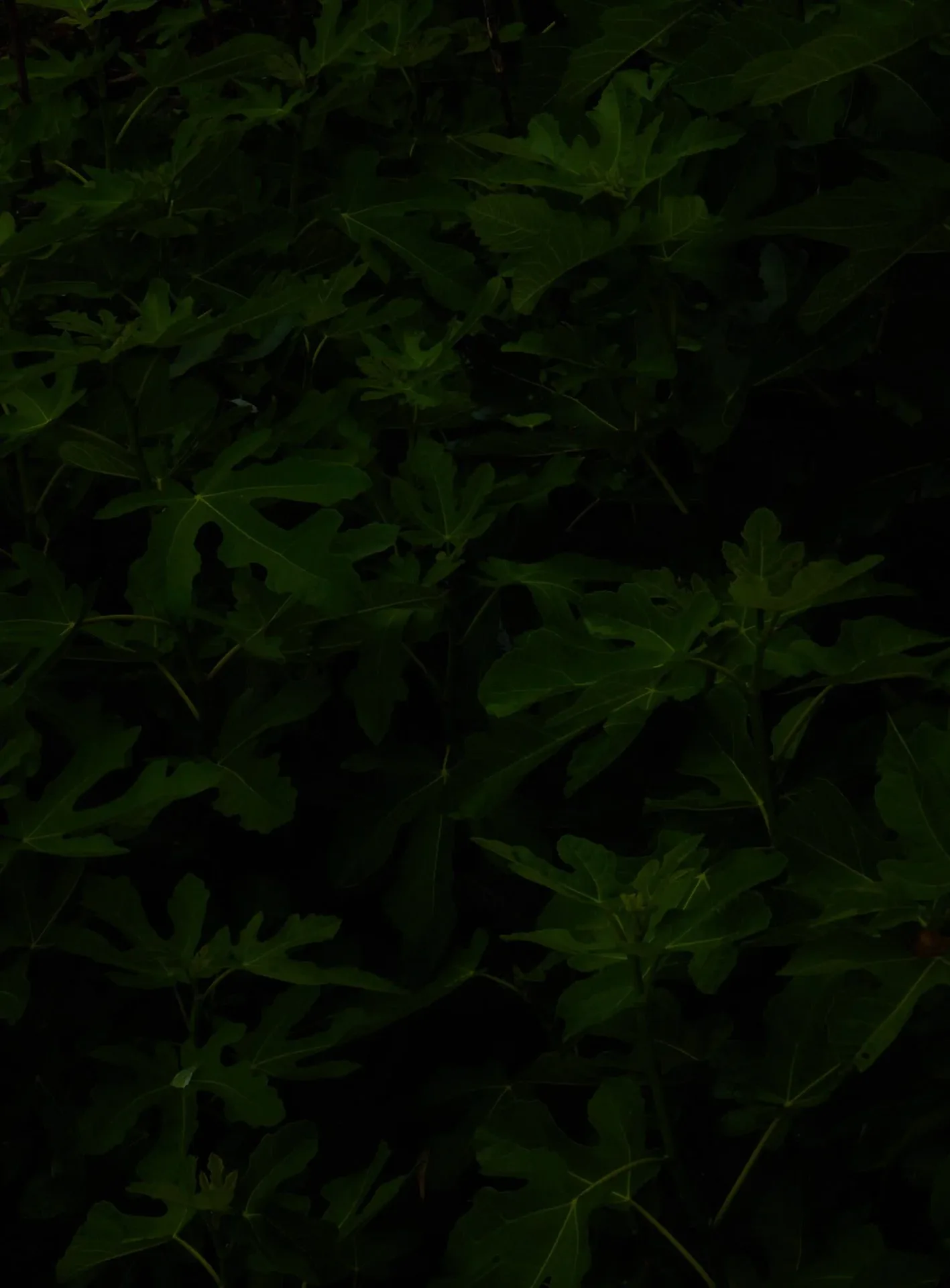 OZ — photo 10