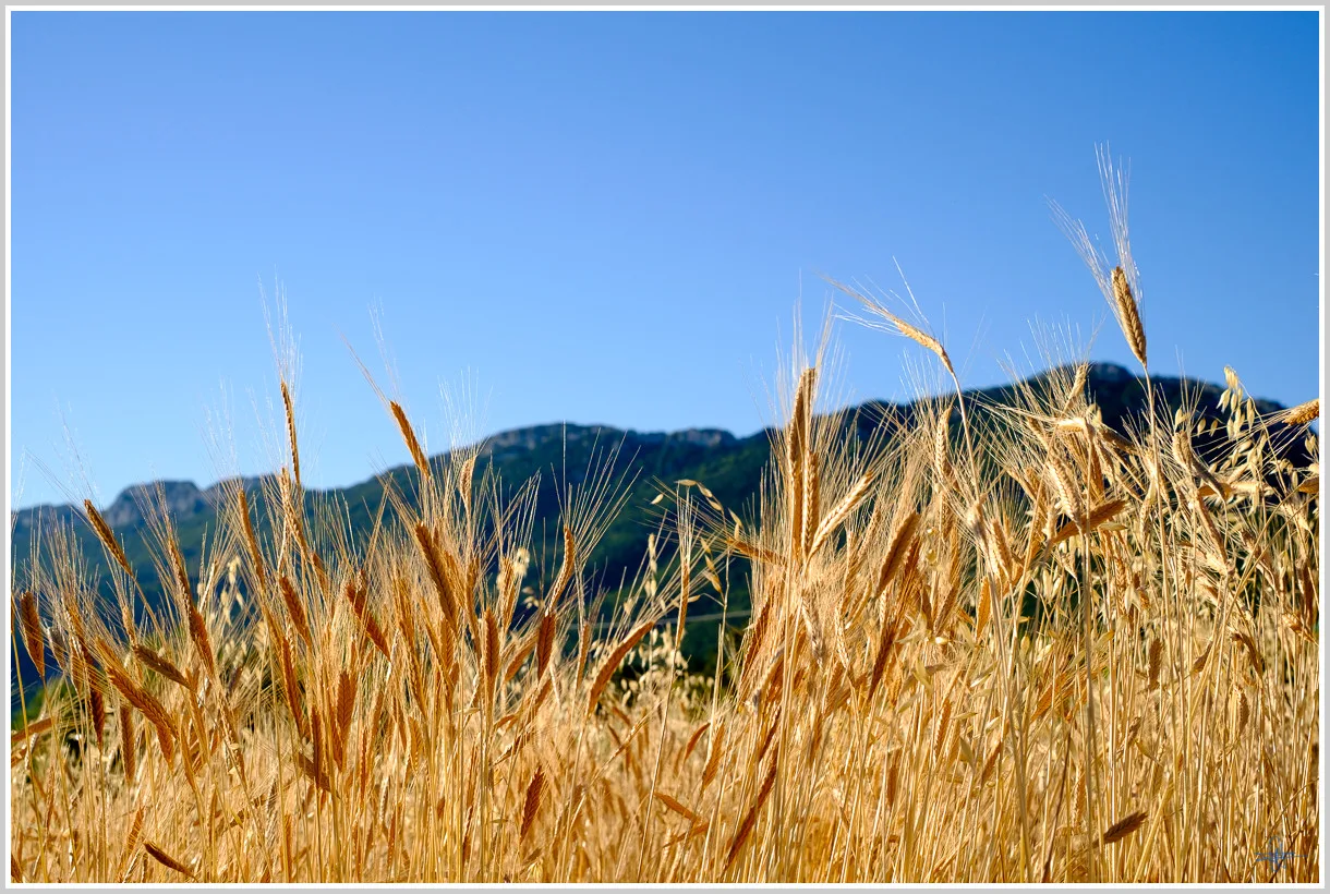 Spelt, Tourrettes-sur-Loup