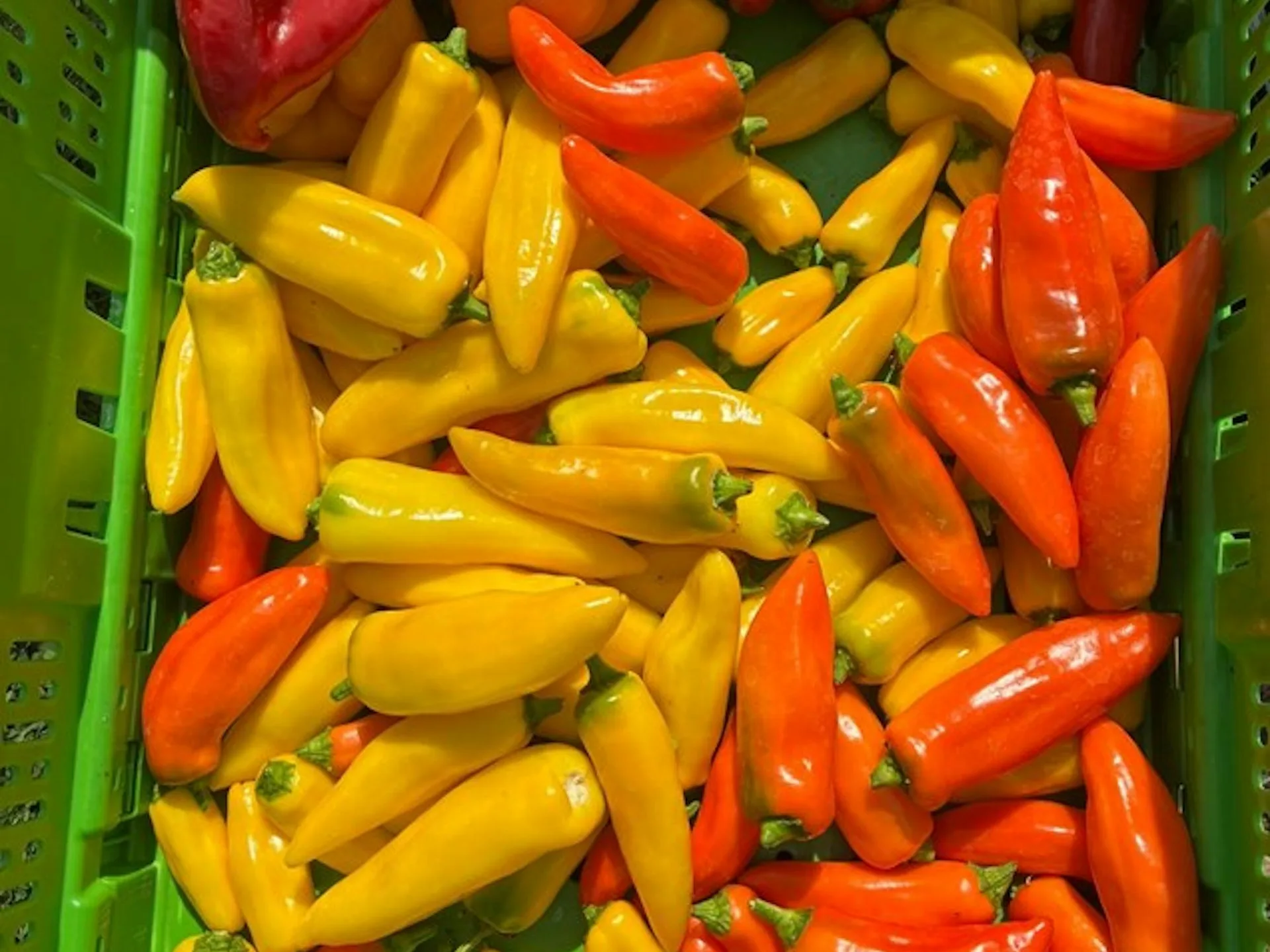 Olio — photo 13