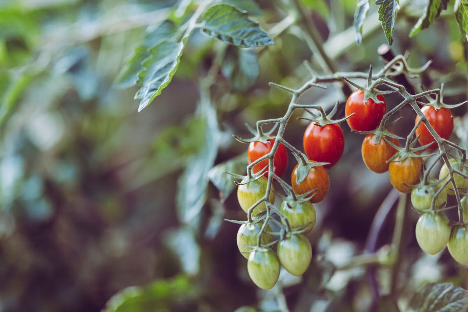 Arraigo — food
