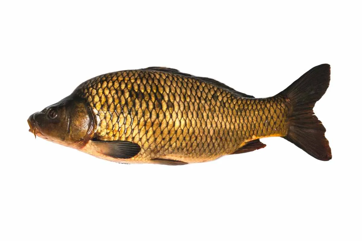 Atlantik Fisch — photo 35