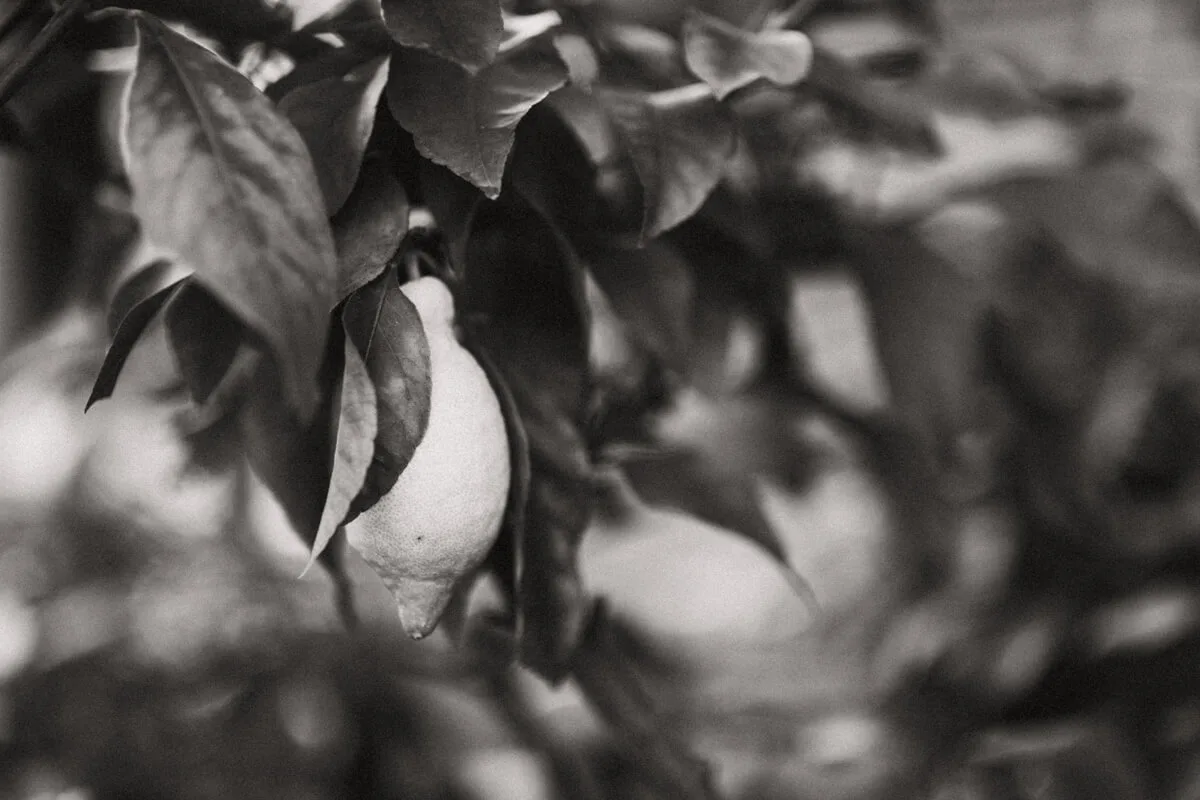 Nannina — food