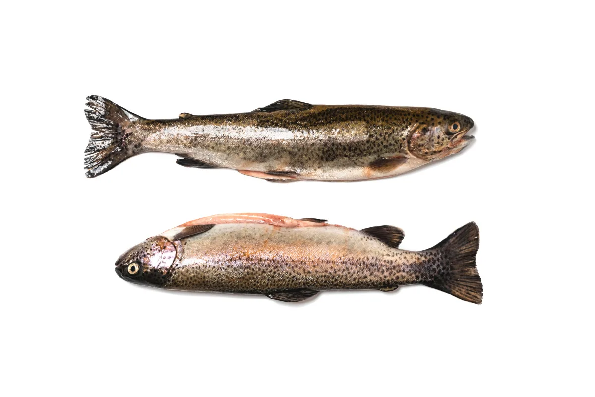 Atlantik Fisch — photo 68