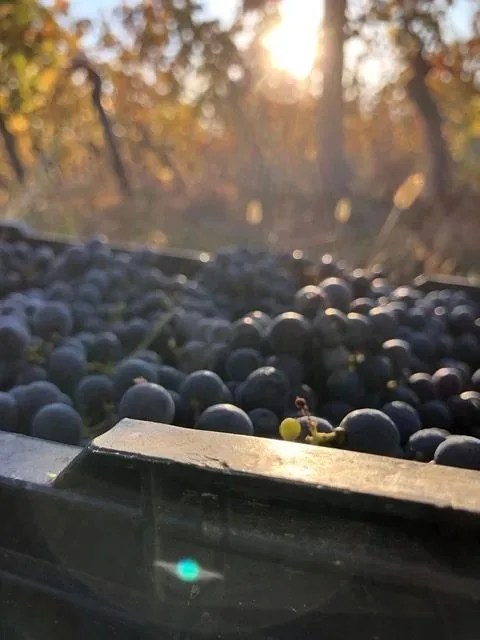 VINARIJA TARPOŠ — photo 8