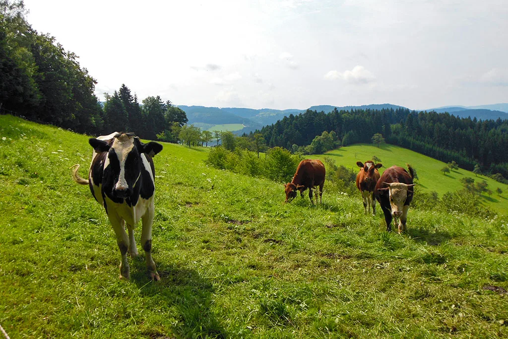 Gasthaus zum Pflug — photo 10