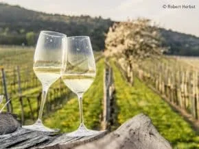 Vineyard — photo 14