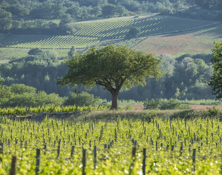 Cantinetta Antinori — photo 17