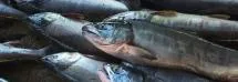 Eel Sushi — photo 4