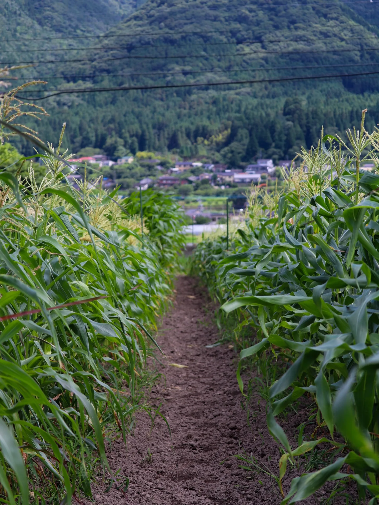 JIMGU at Enowa — photo 43