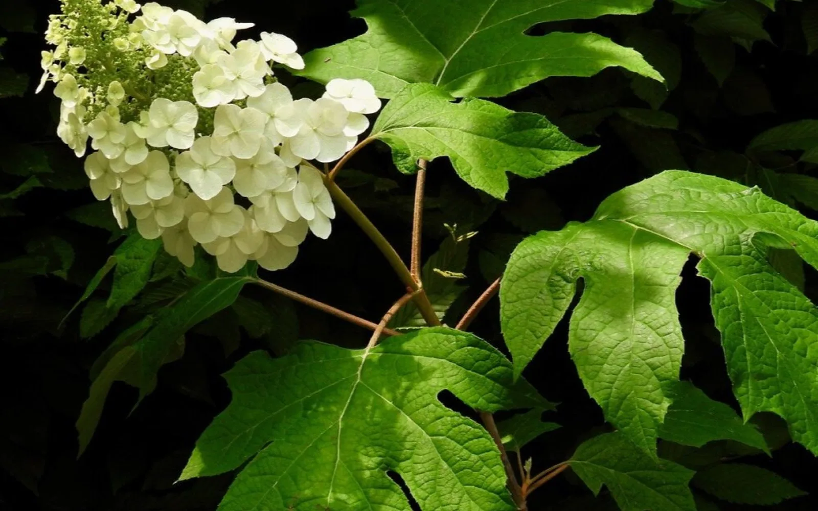 1906 at Longwood Gardens — photo 8