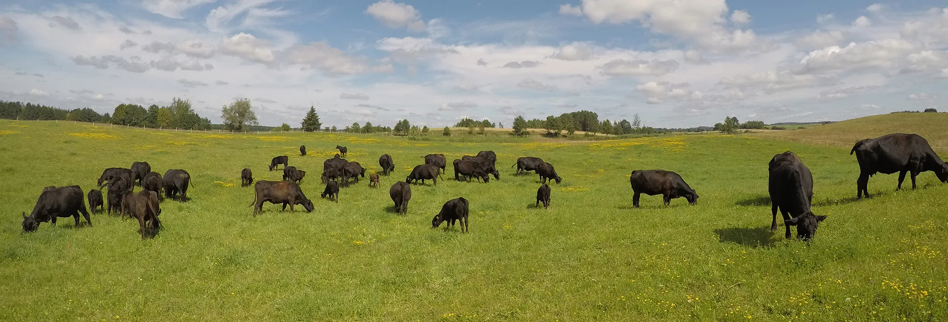 The Farm — photo 16