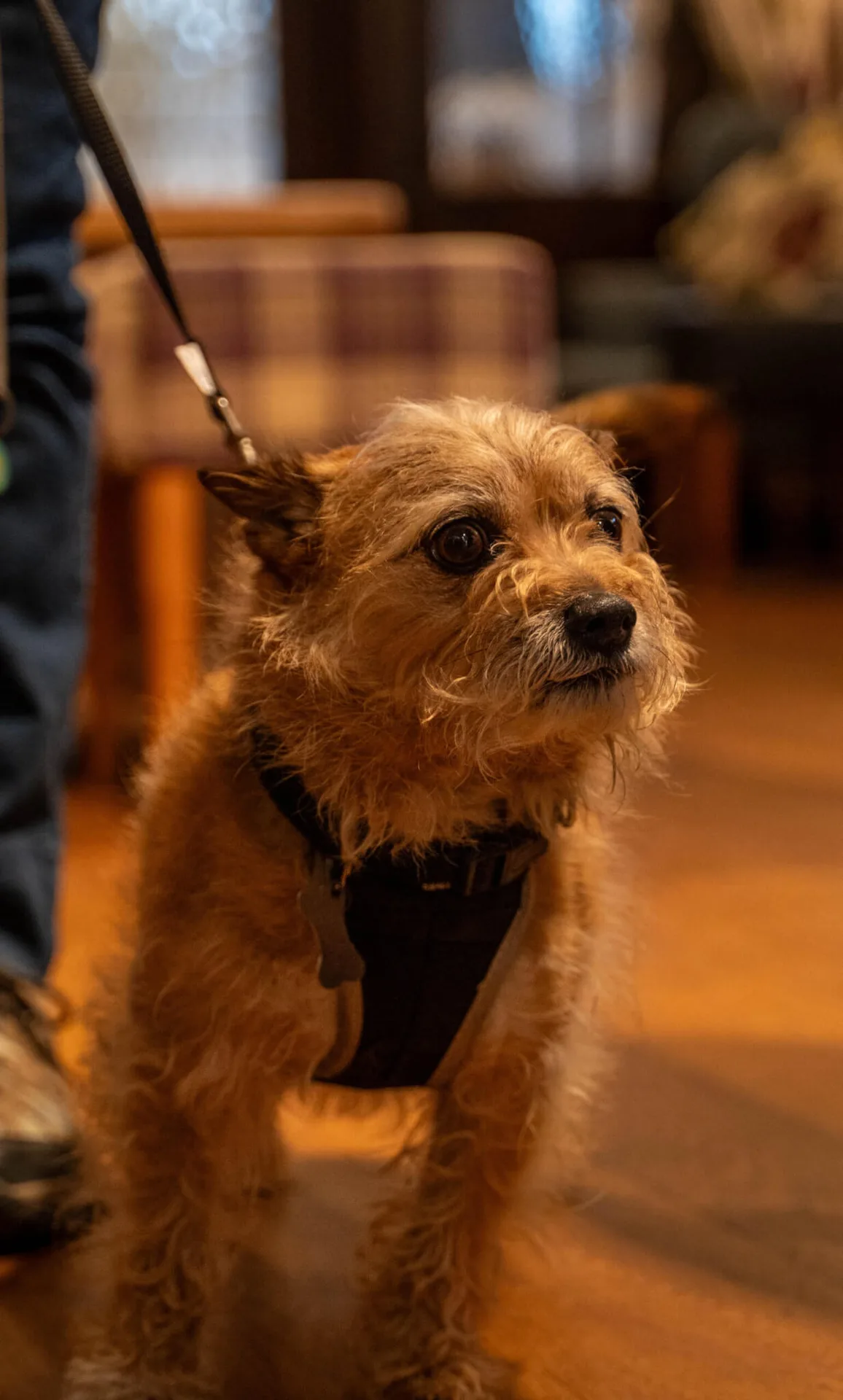 The Bell Inn — photo 14