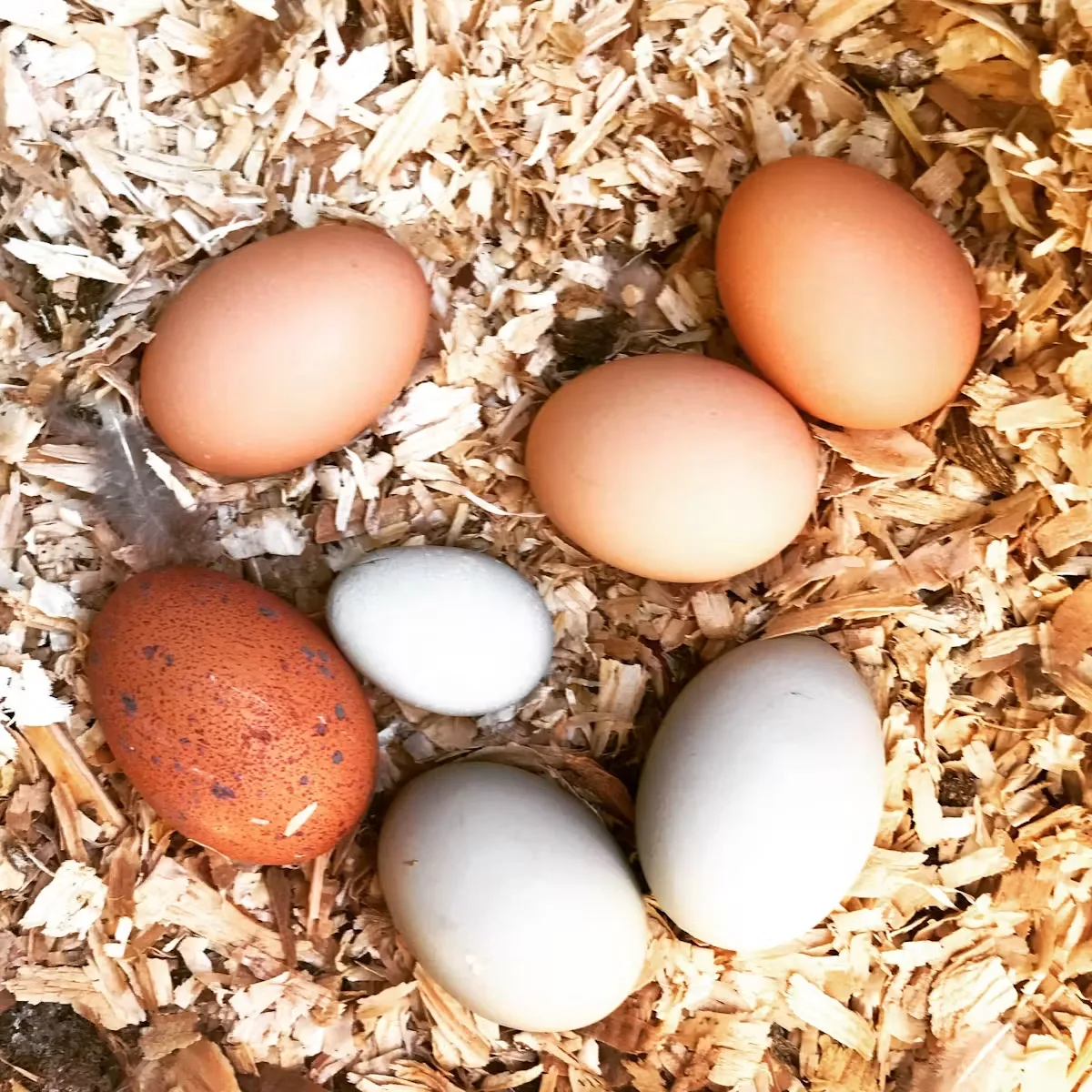 Urban Farmer — food