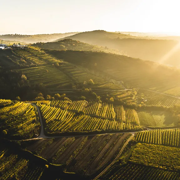 Weingut Nigl — photo 50