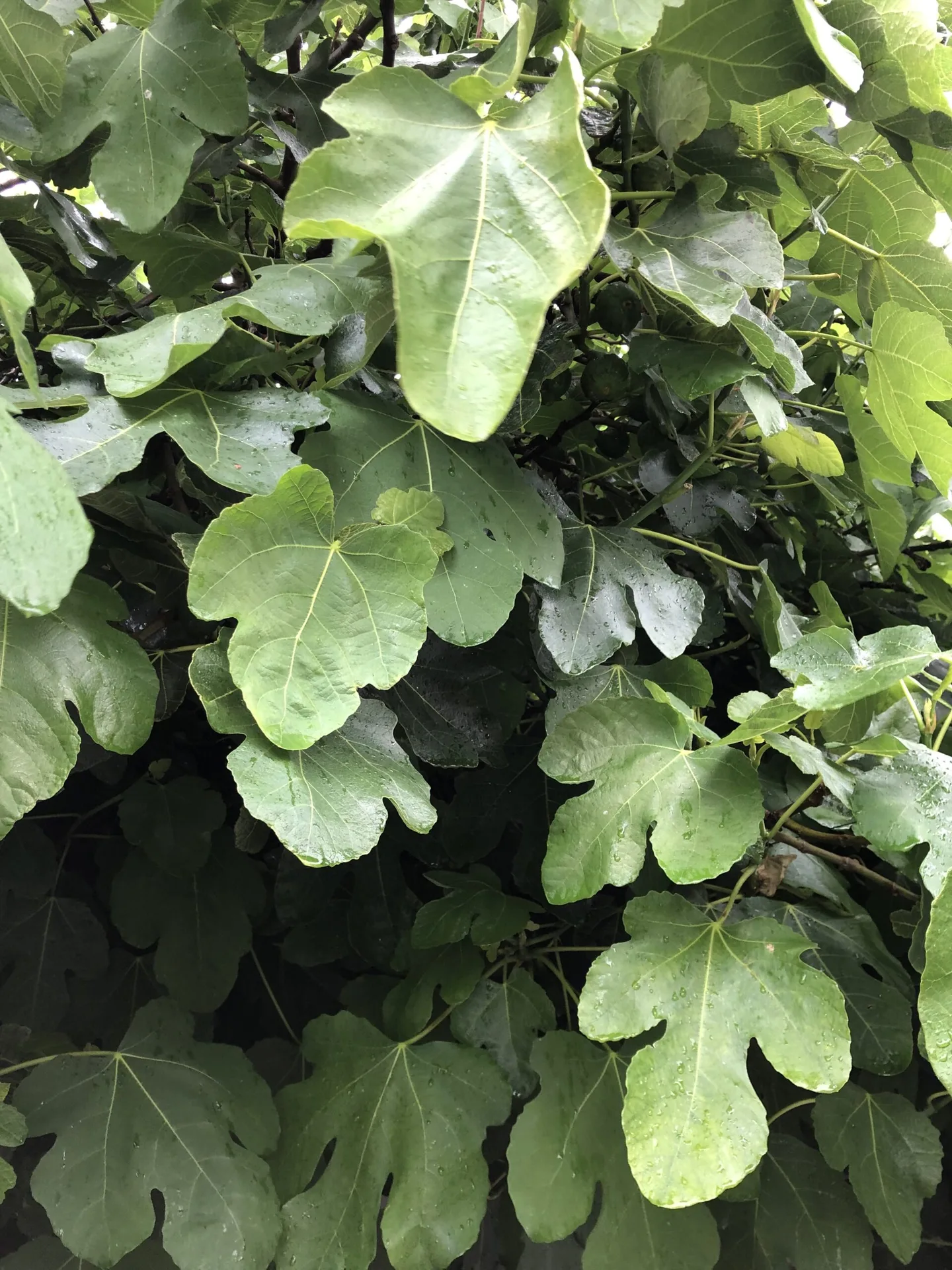 The Fig Tree @ 36 — photo 33