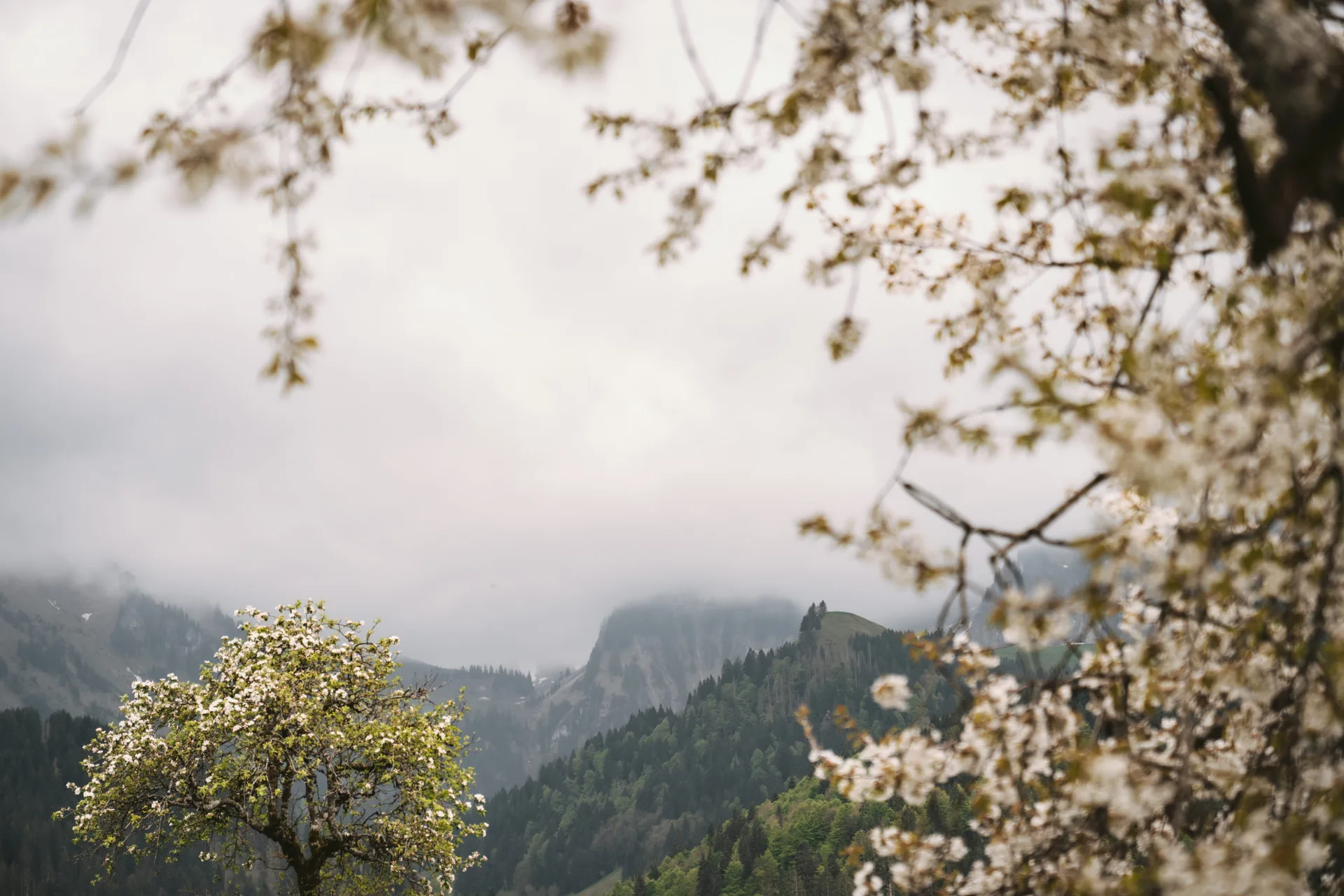 La Pinte des Mossettes — photo 37
