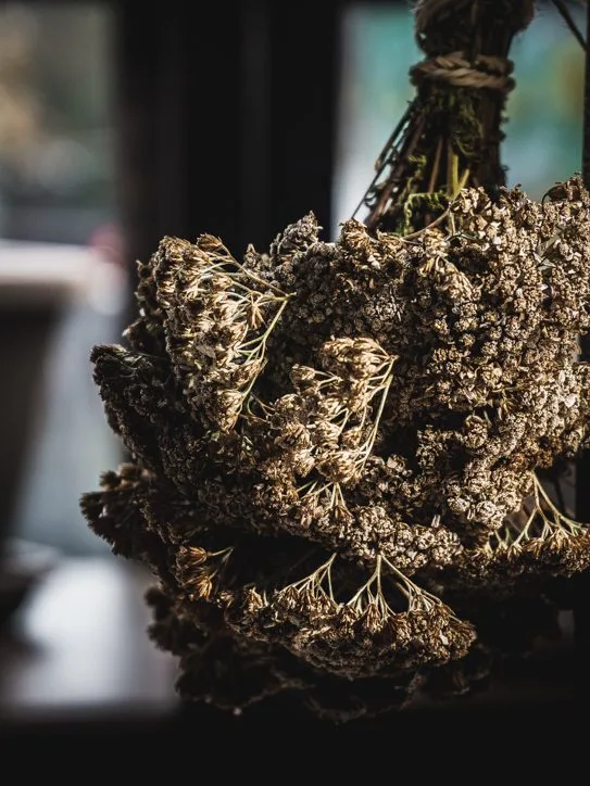 DILL — food
