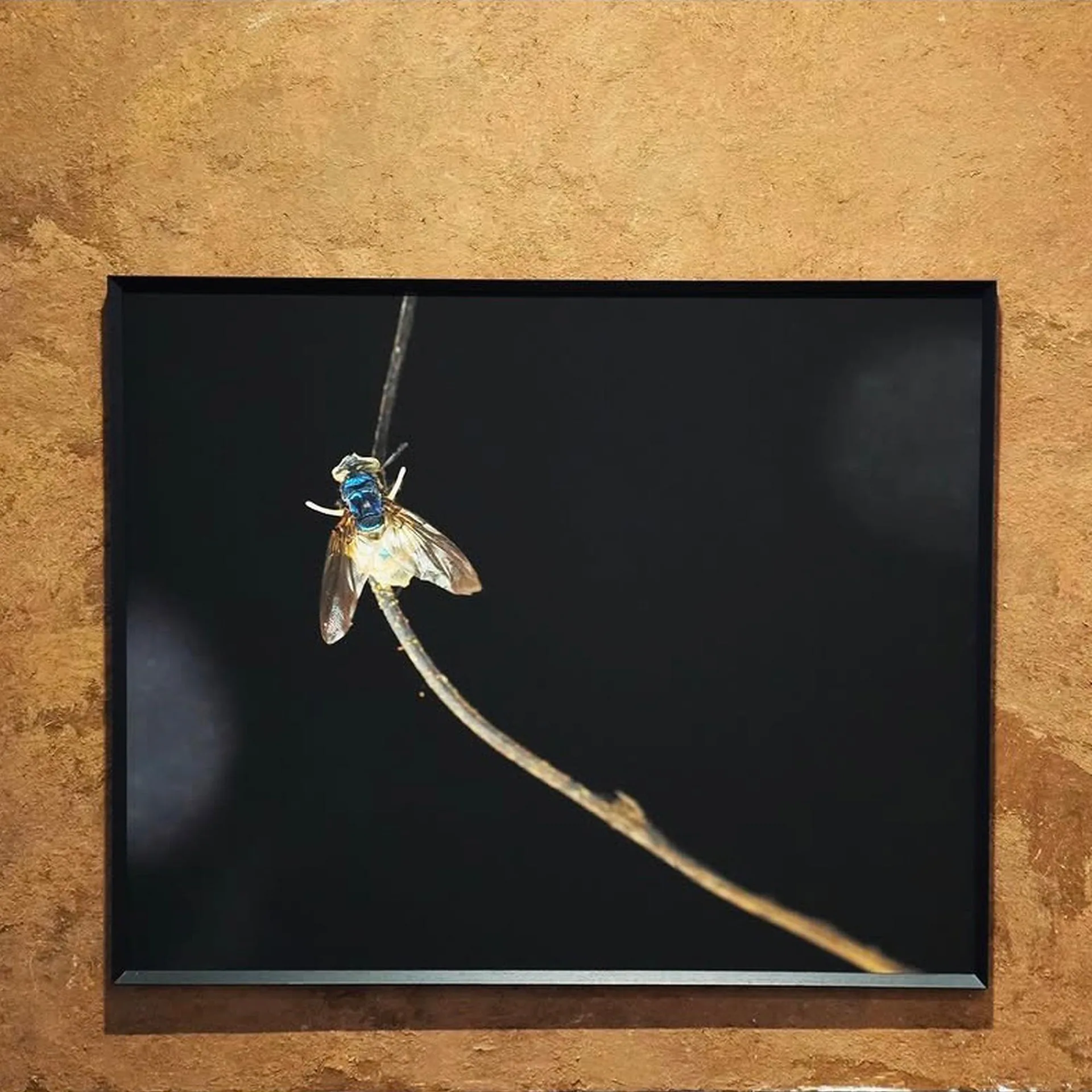 Bao Li Xuan — photo 26