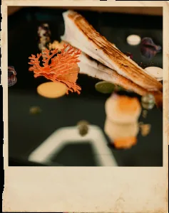 DVISI — photo 27