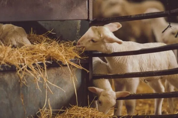 Ababol — photo 6