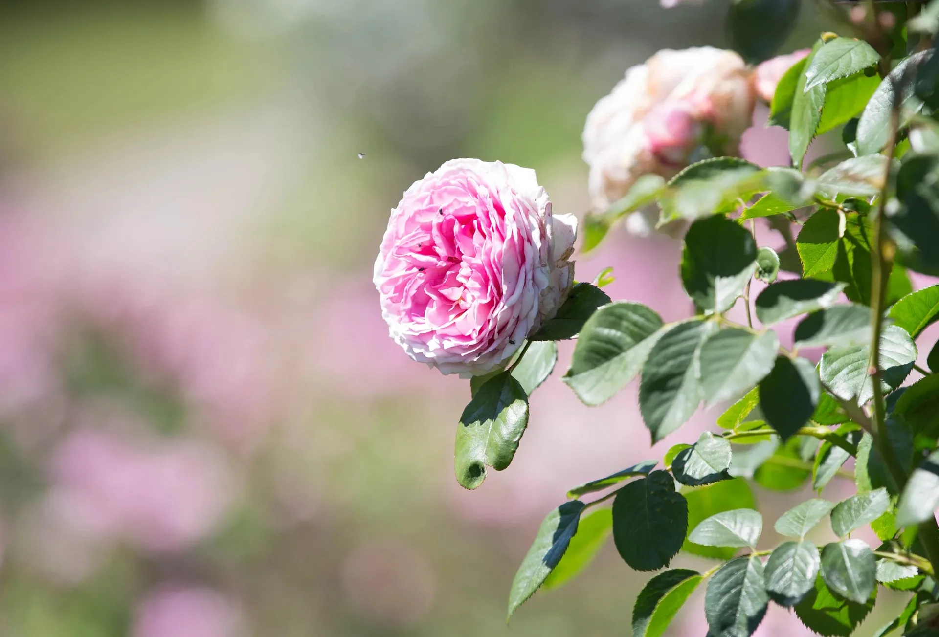 Goldsborough Hall — photo 46