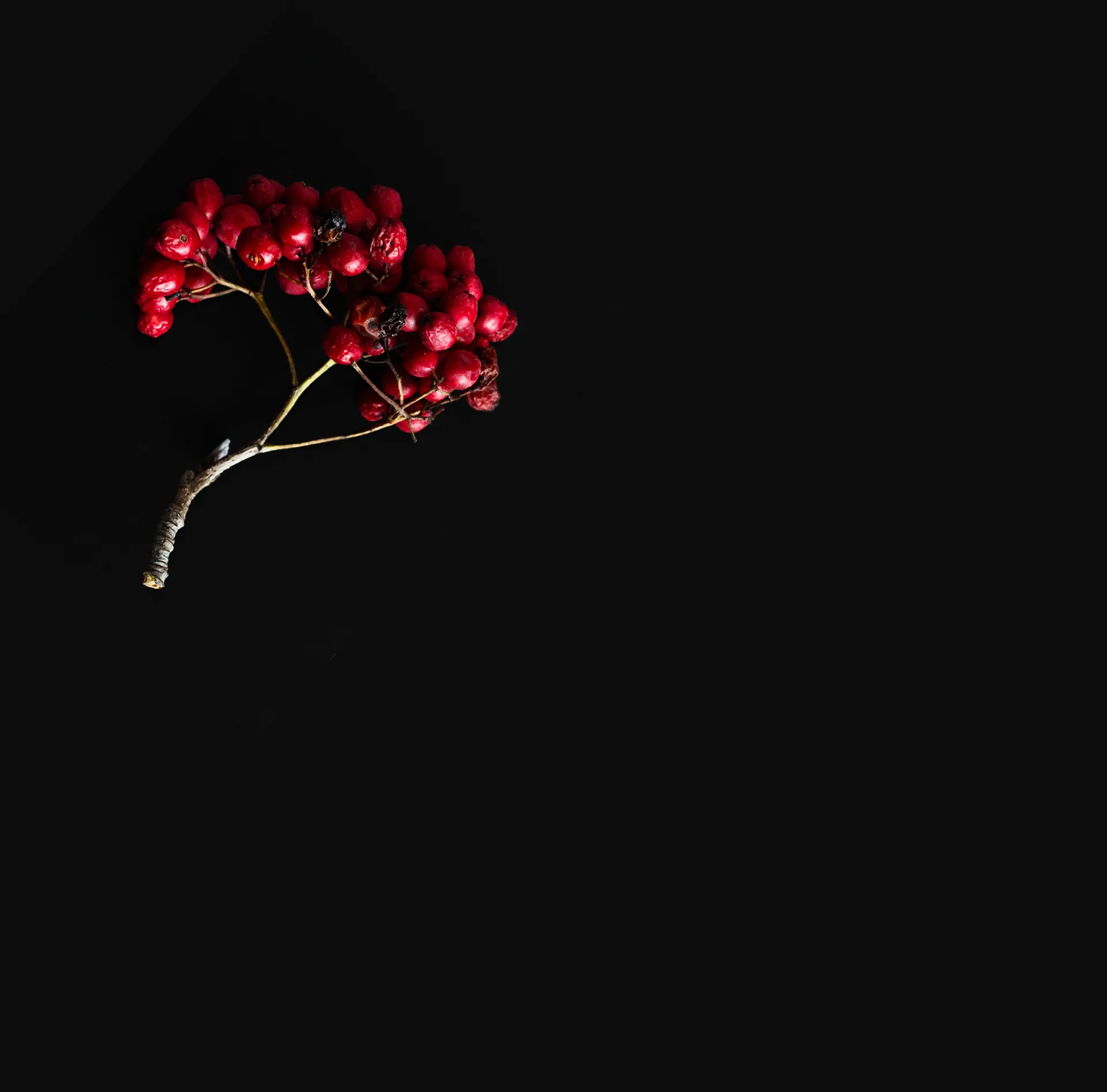 Fuxbau — photo 8