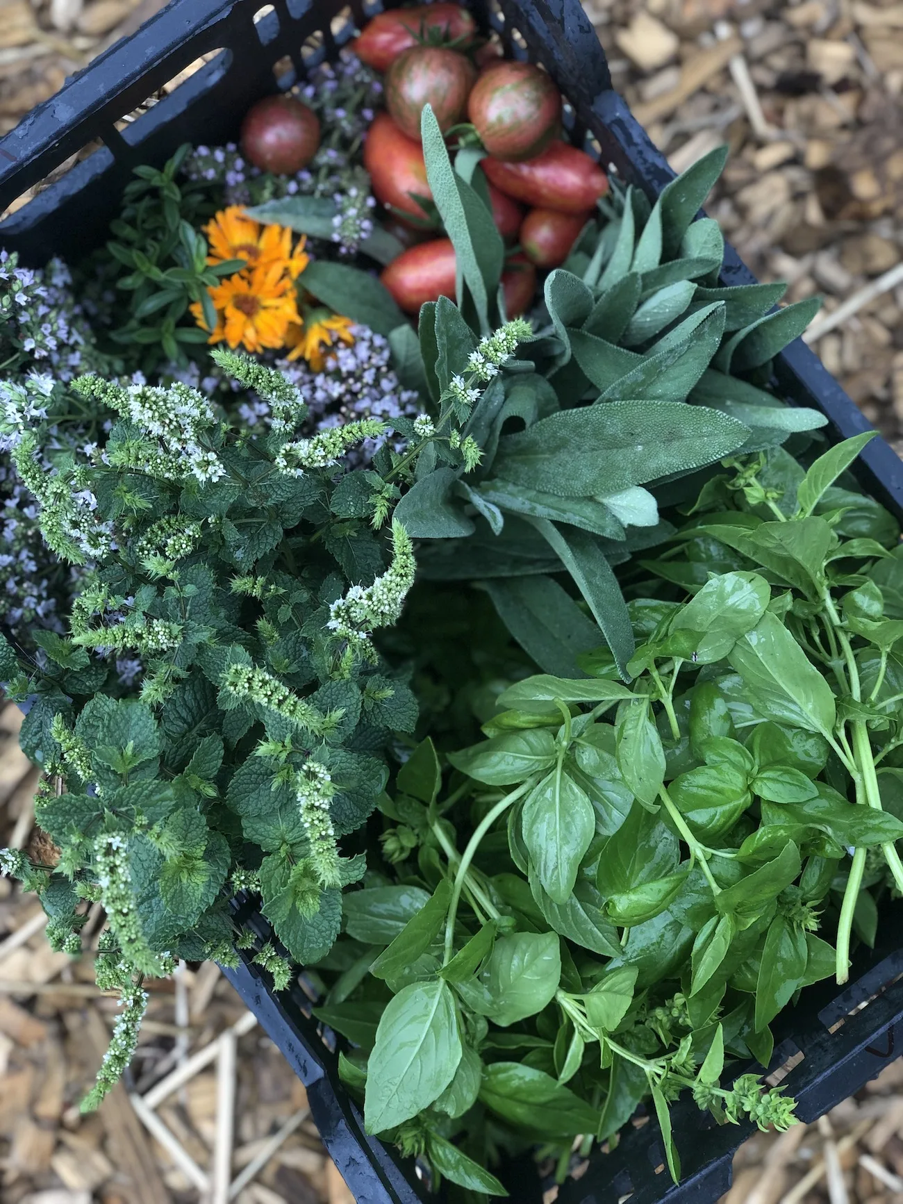 Wild Kitchen Modra — photo 33