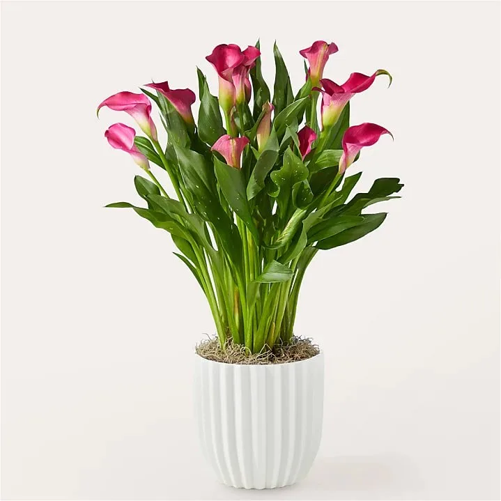 Lillies — food