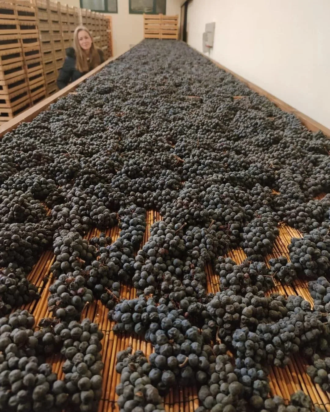 VINARIJA TARPOŠ — photo 69