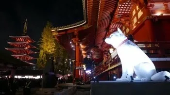 Koedo — photo 5