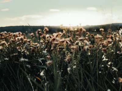 Aliro — atmosphere