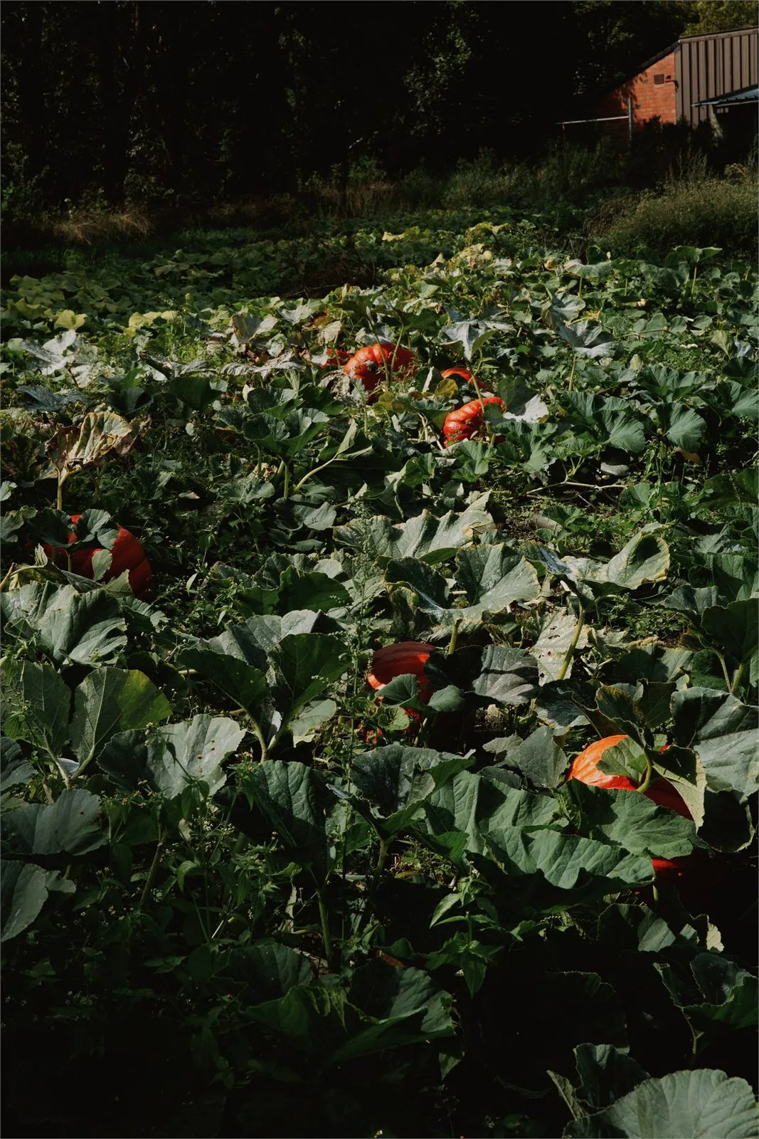De Moestuin — food