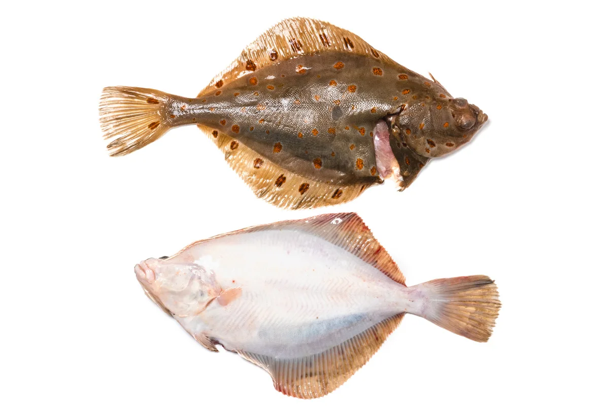 Atlantik Fisch — photo 78