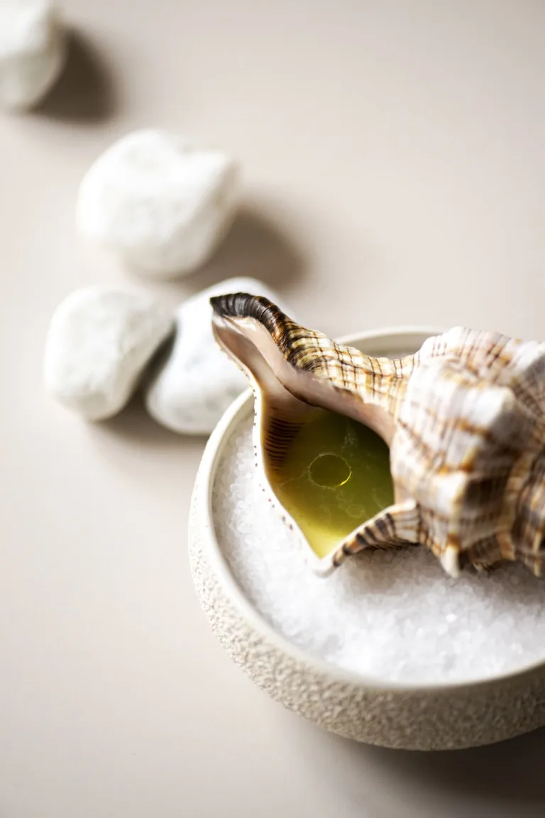 Codium — food