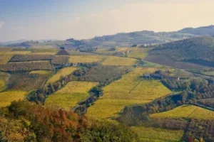 Macelleria Motta, Bellinzago Lombardo