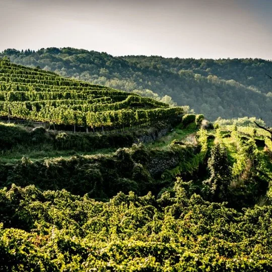 Weingut Nigl — photo 30